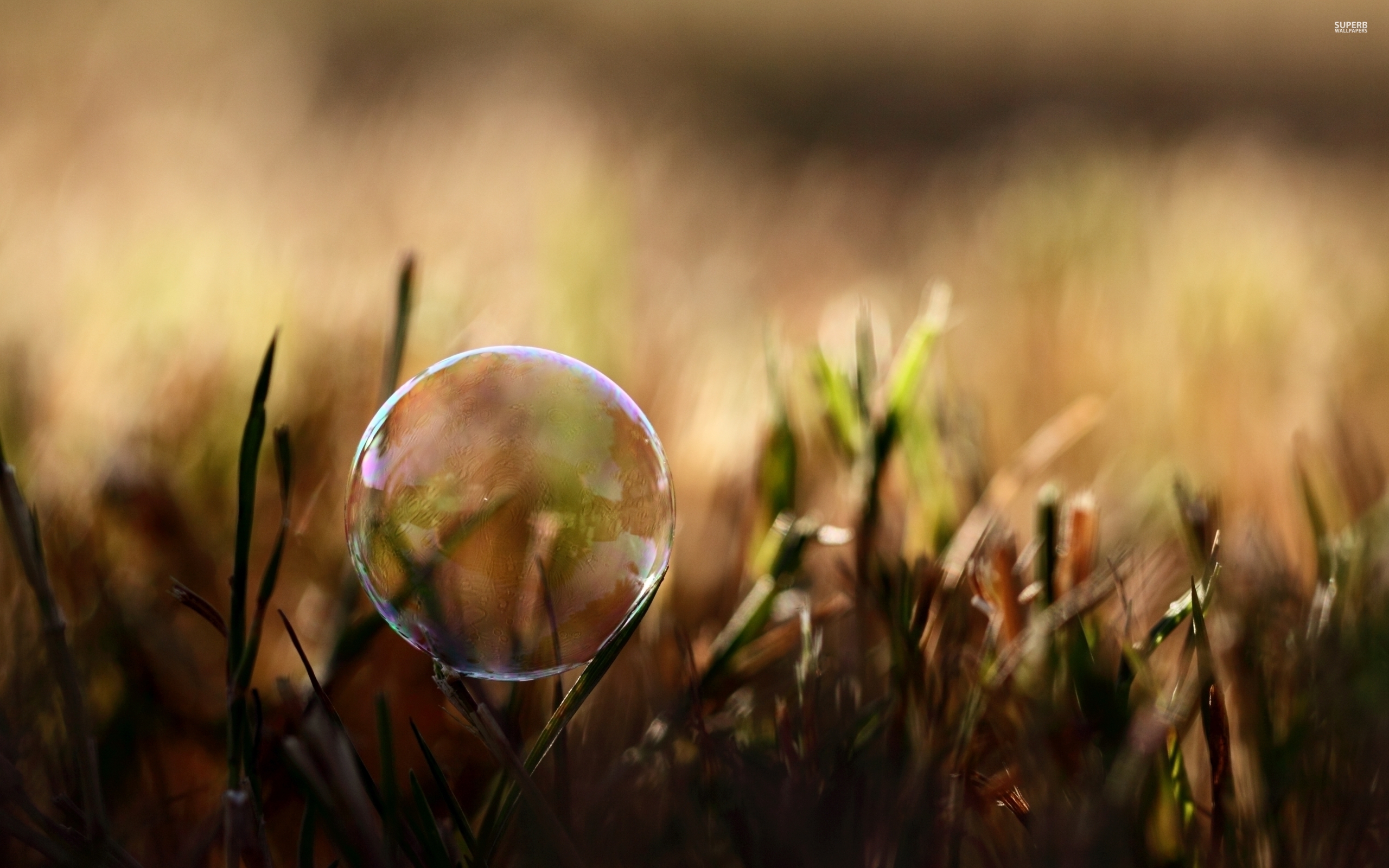 Soap bubble on the grass, photography, 2560x1600 HD Wallpaper and other