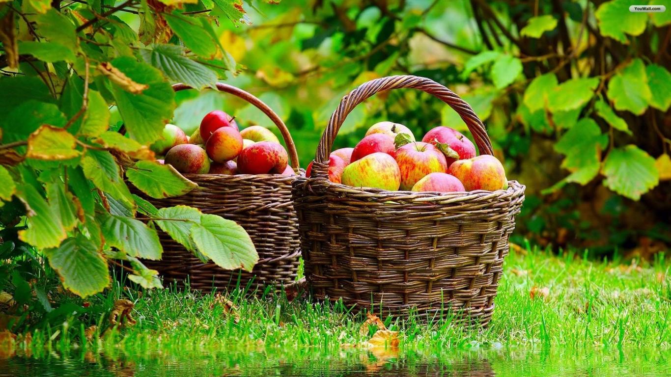 Desktop apple fruits wallpaper 1366x768