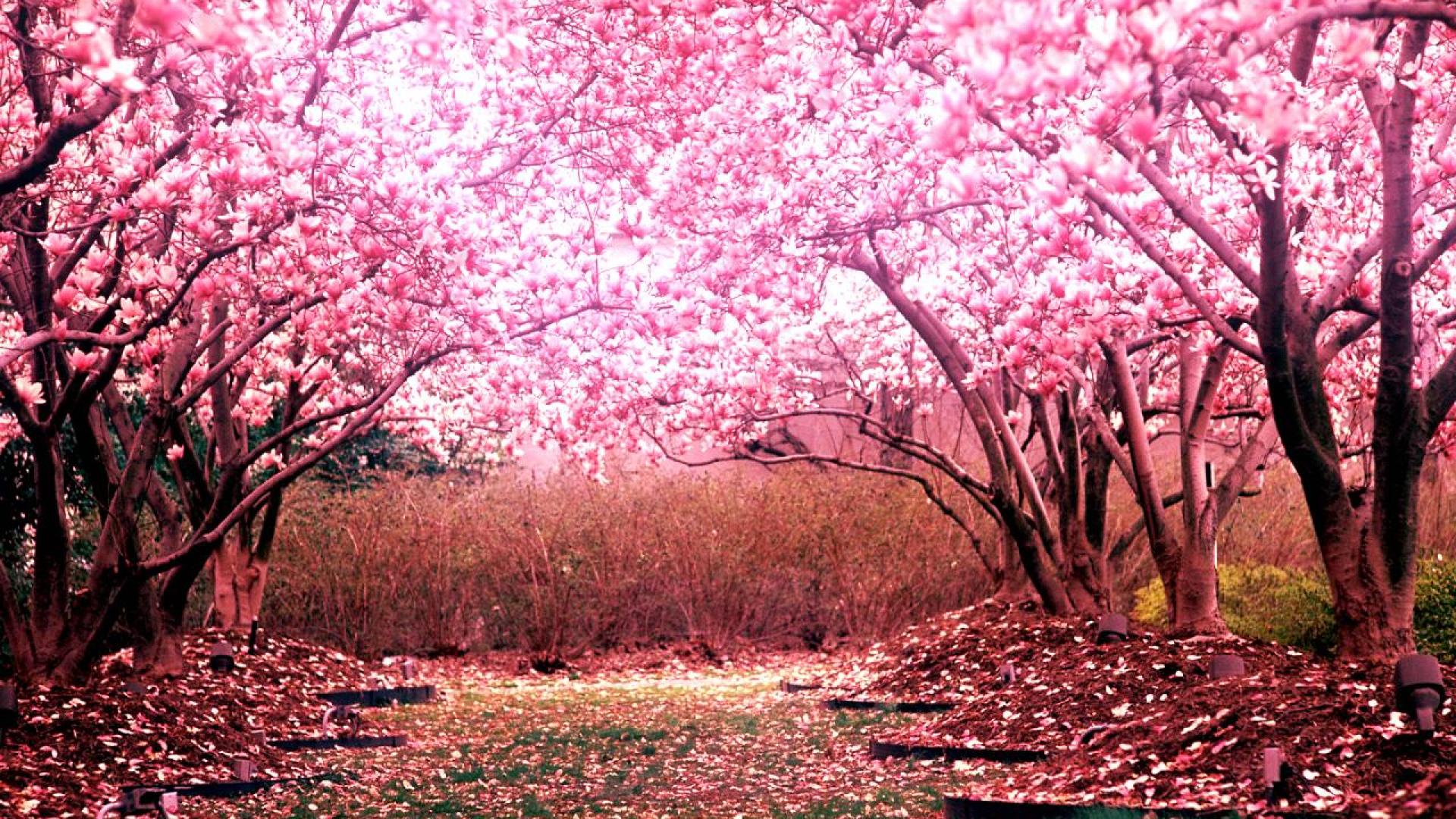 Cherry Blossom Tree Desktop Background HD 1920x1080 deskbg.com
