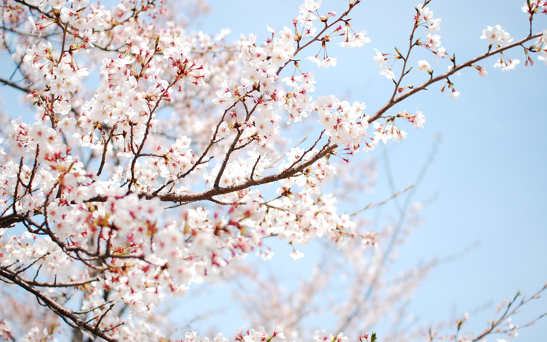 Cherry blossom tree hd wallpaper background hd wallpapers Chainimage
