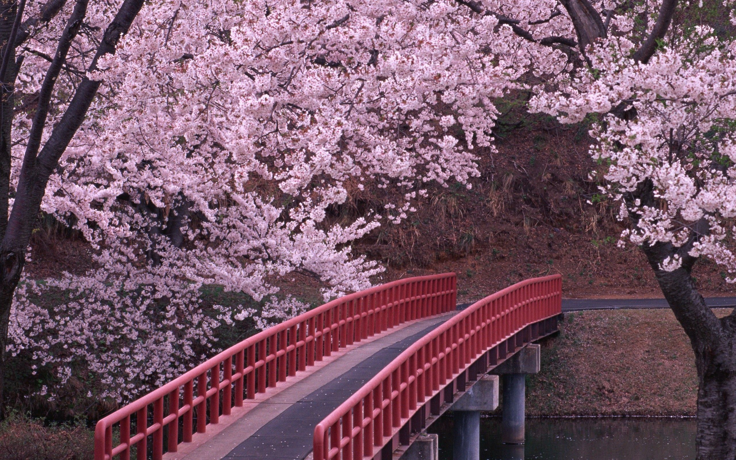 Cherry Blossom Desktop Backgrounds | deskbg.com
