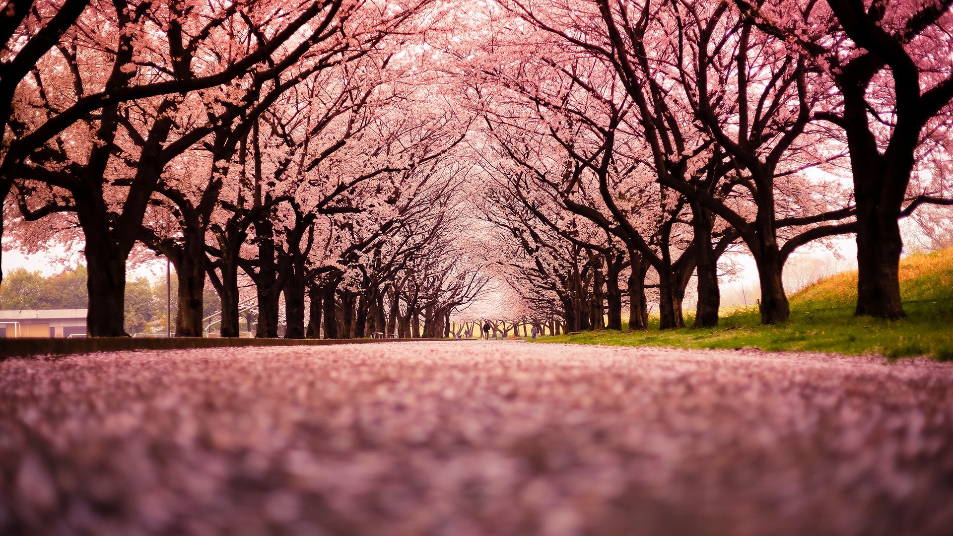 landscape, Cherry Blossom, Trees, Path, Nature Wallpapers HD ...