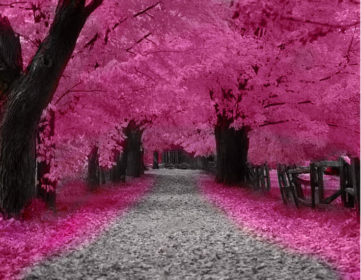 Cherry Blossom Tree Backgrounds