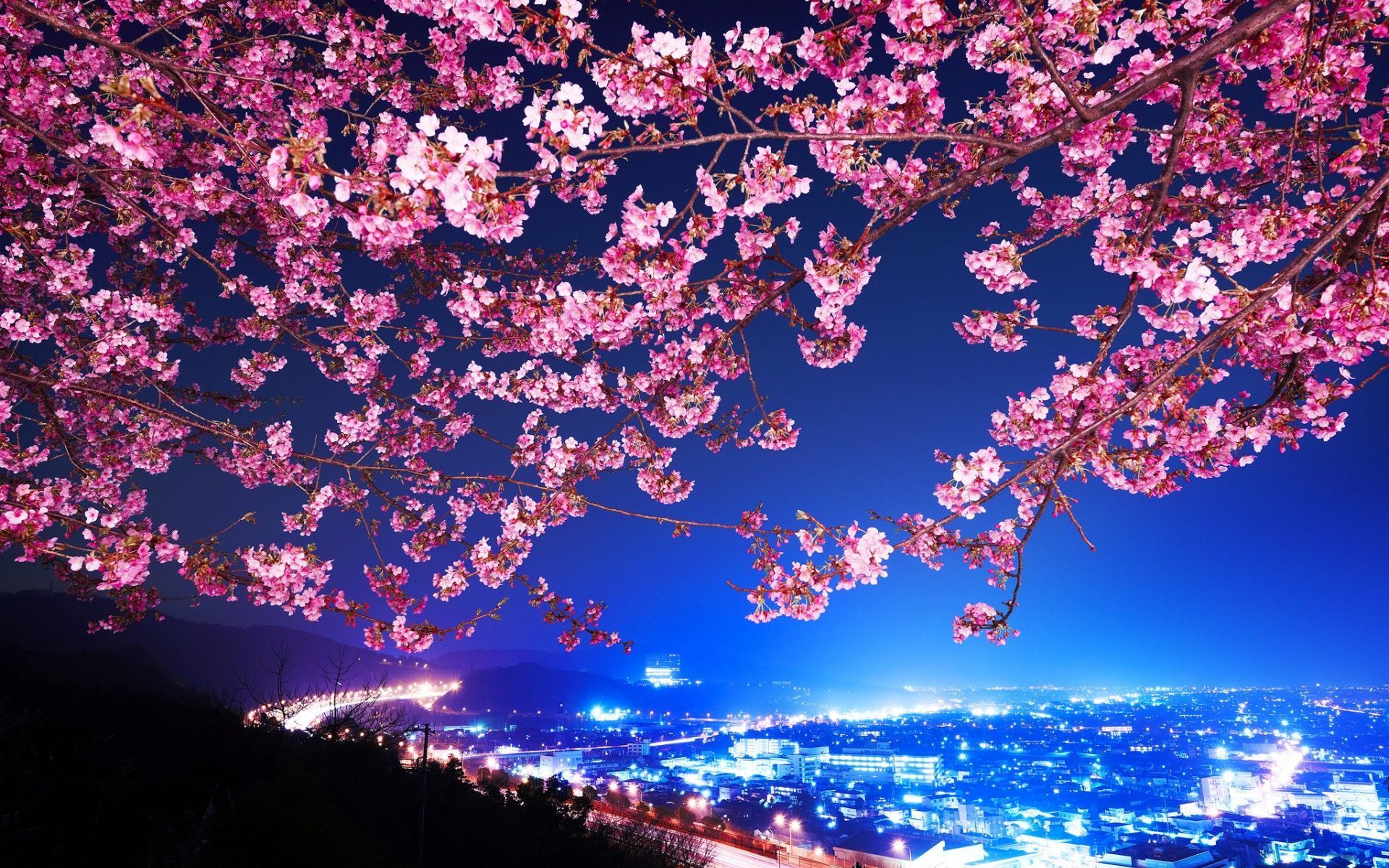 Cherry Blossom Tree At Night Wallpaper - wallpaper.