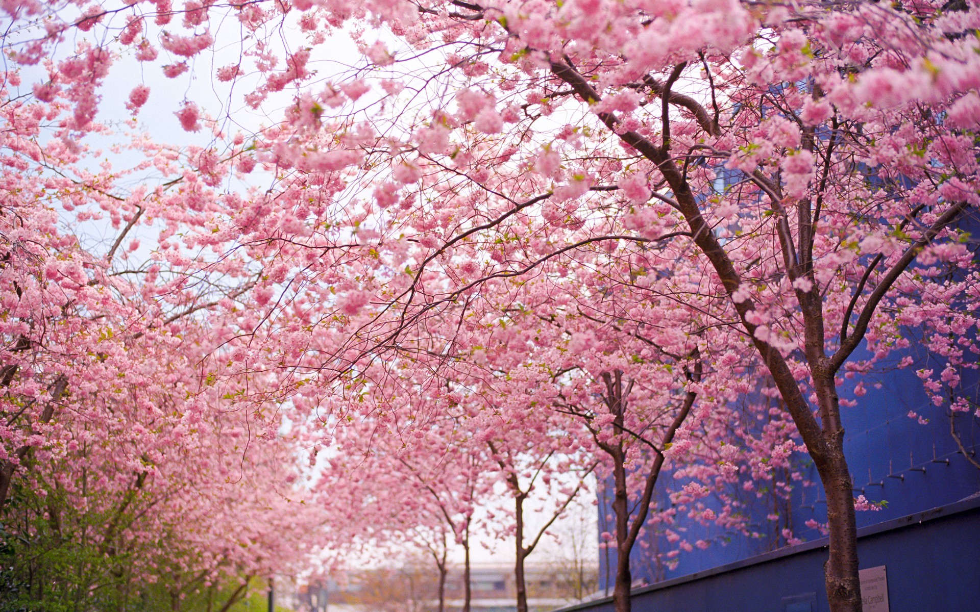 11664 Cherry Blossom Tree Widescreen Desktop Wallpaper - WalOps.com