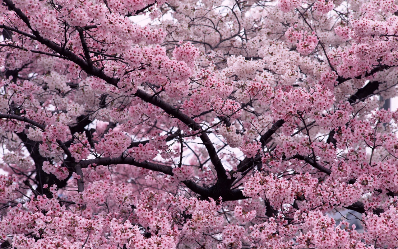 Cherry Blossom Tree Hd Wallpaper Background - HD Wallpapers