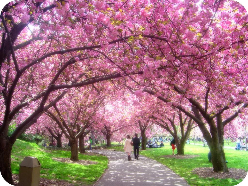 11653) Cherry Blossom Tree Free Wallpaper Attachment - WalOps.com
