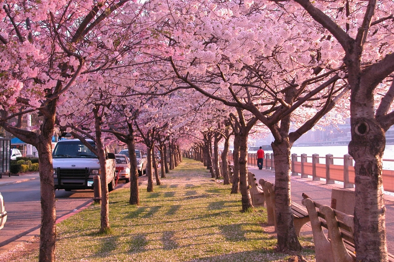 Trees,cherry blossoms cherry blossoms trees 2560x1704 wallpaper