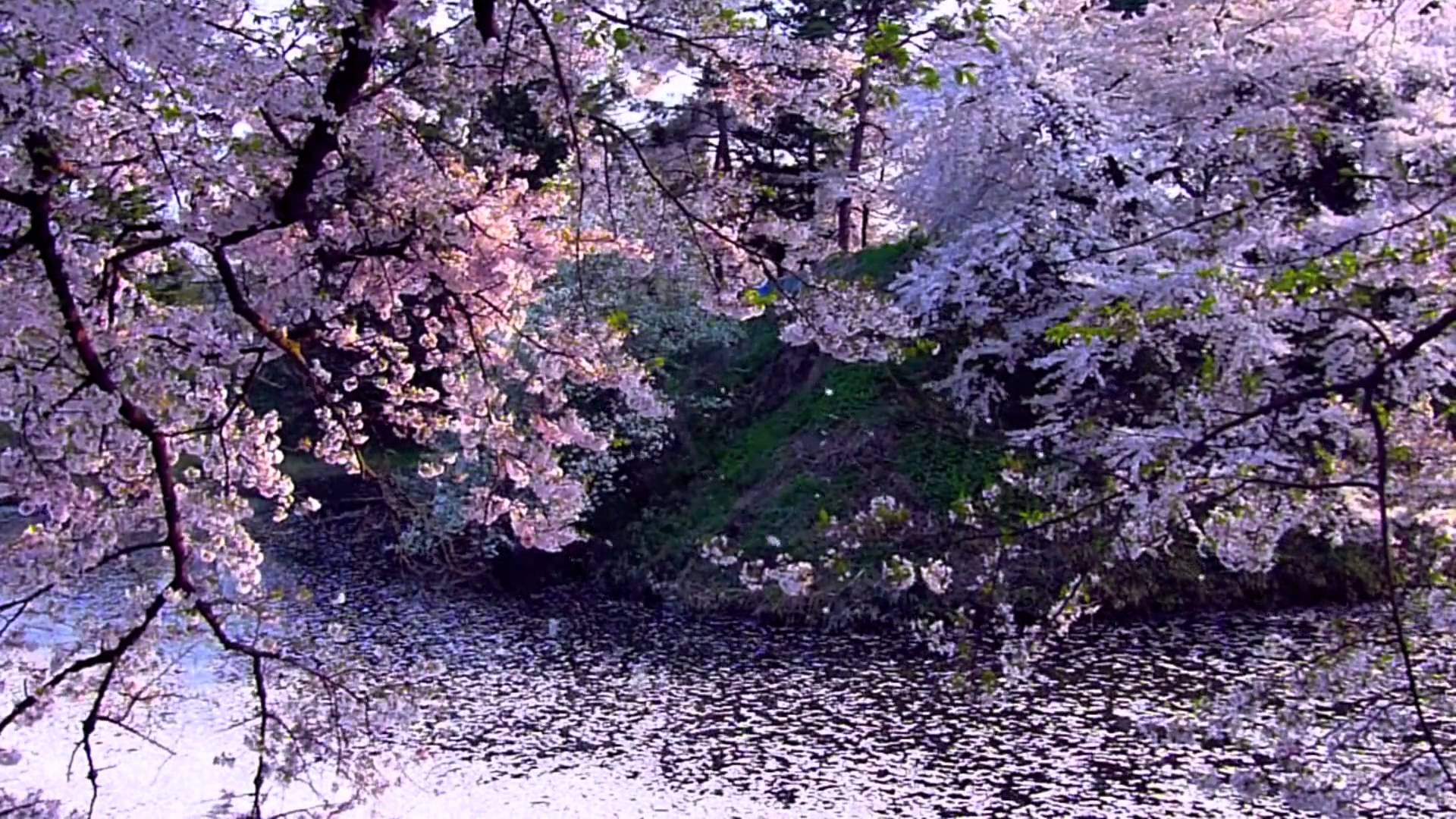 Cherry Blossom 2 - Sakura - Video Background HD 1080p - YouTube