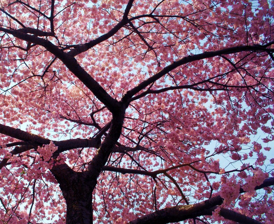 Beautiful Cherry Blossom Tree Flower Wallpaper | Wallpapers Gallery