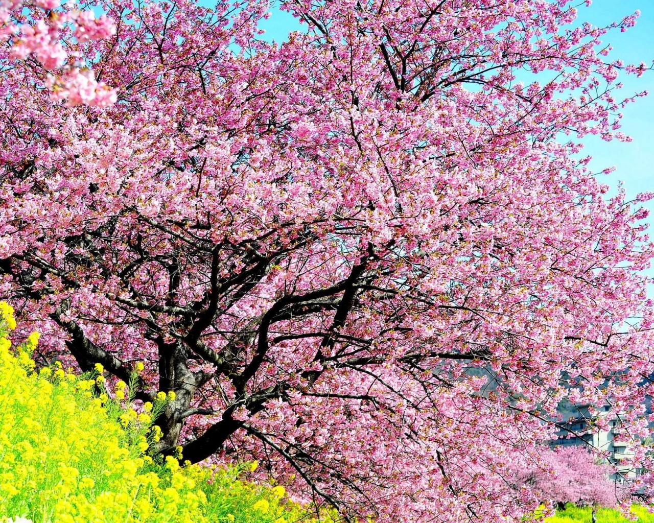 Download Wallpaper 1280x1024 Cherry, Blossom, Tree, Spring, Slope ...
