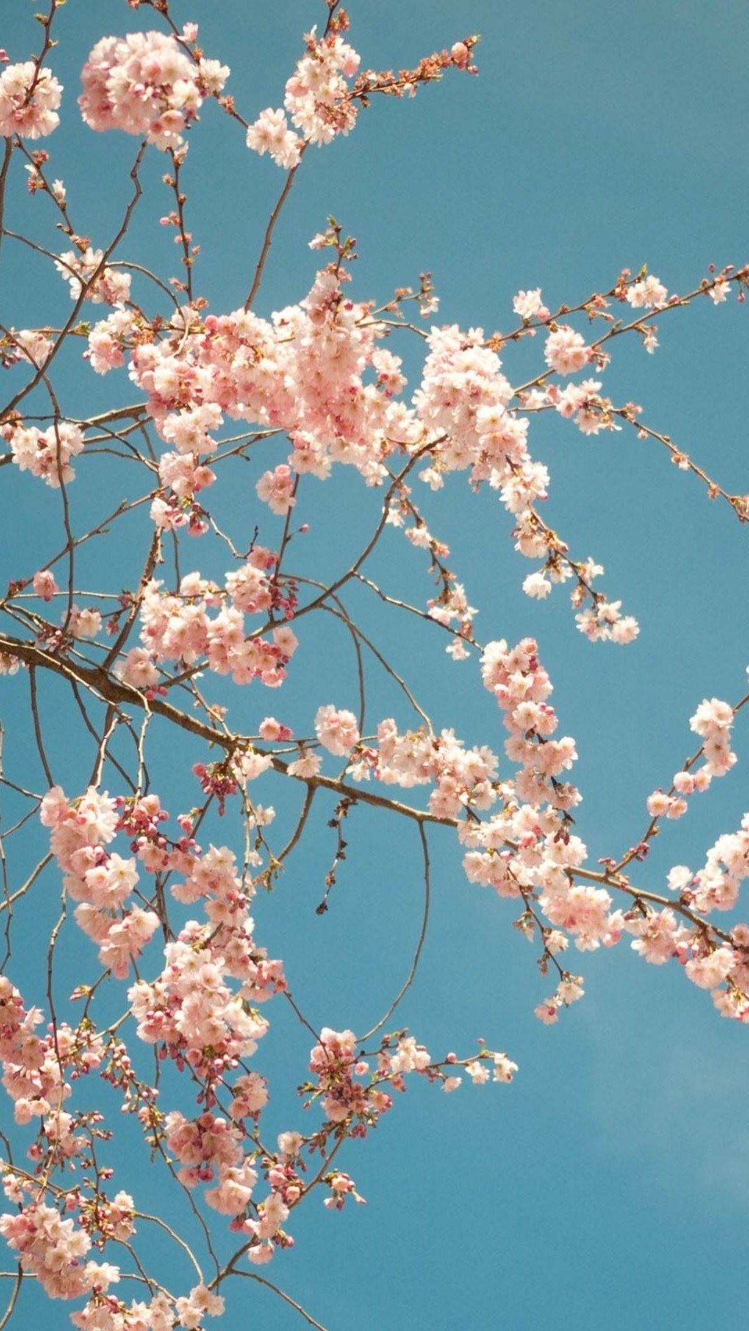 Cherry Blossom Tree - Best HTC wallpapers