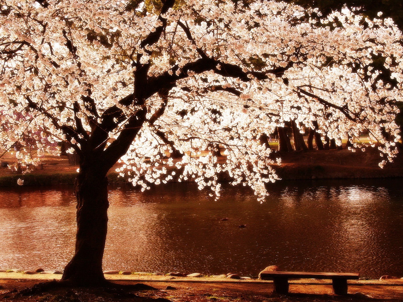 Cherry blossoms trees night flowers blossoms rivers reflections ...