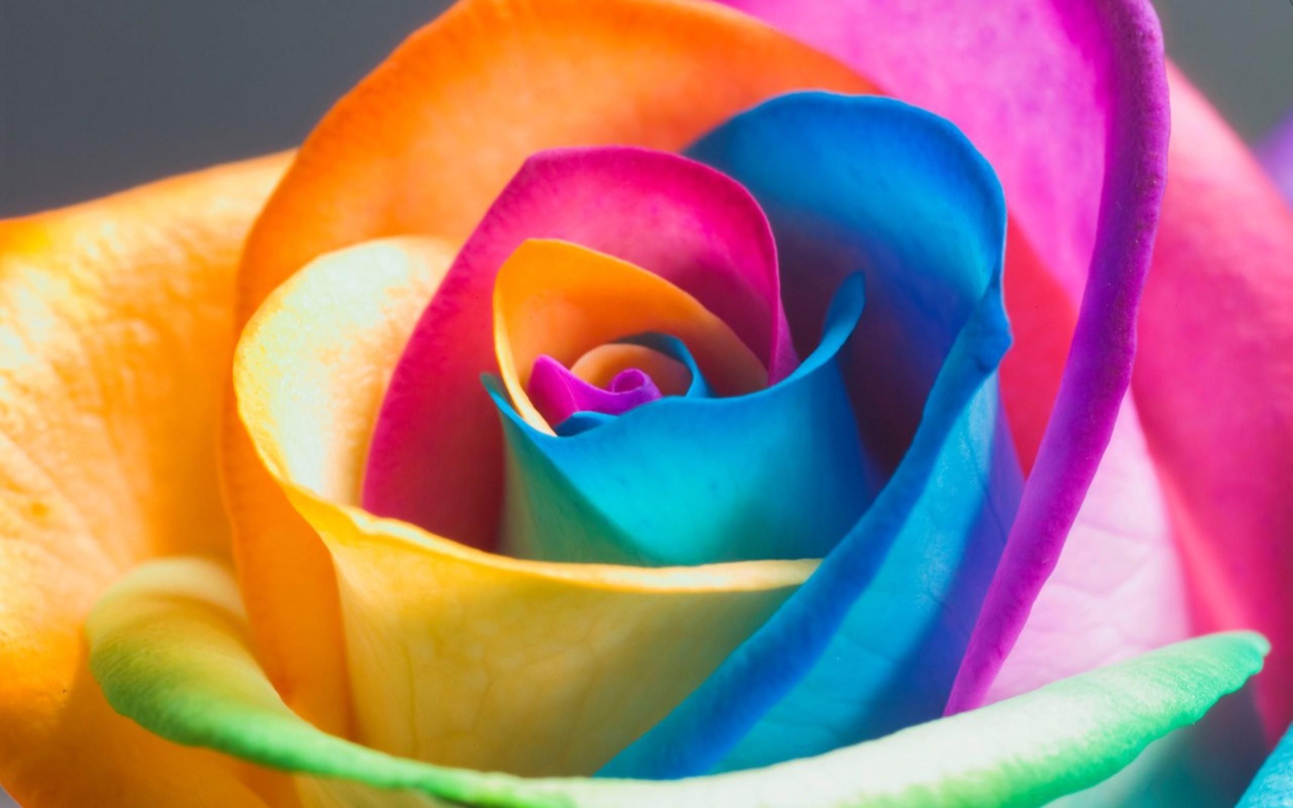 Wallpapers For Pretty Colorful Flower Backgrounds | HD Wallpapers ...
