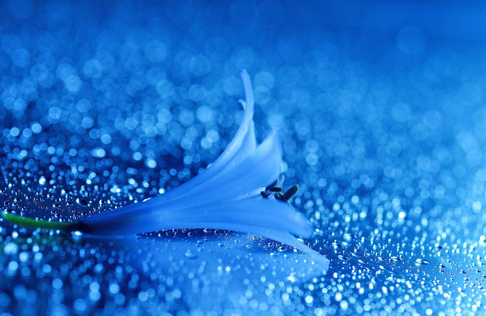 Pretty in blue - (#94735) - High Quality and Resolution Wallpapers ...