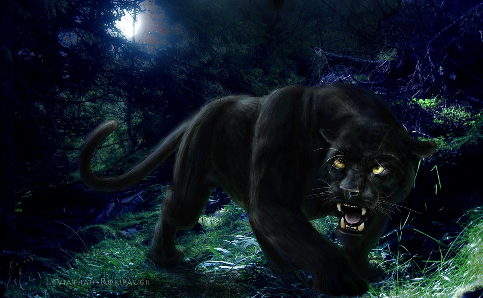 Black Panther Animal Hd Wallpaper X6GG7 | Pretty Wallpapers HD