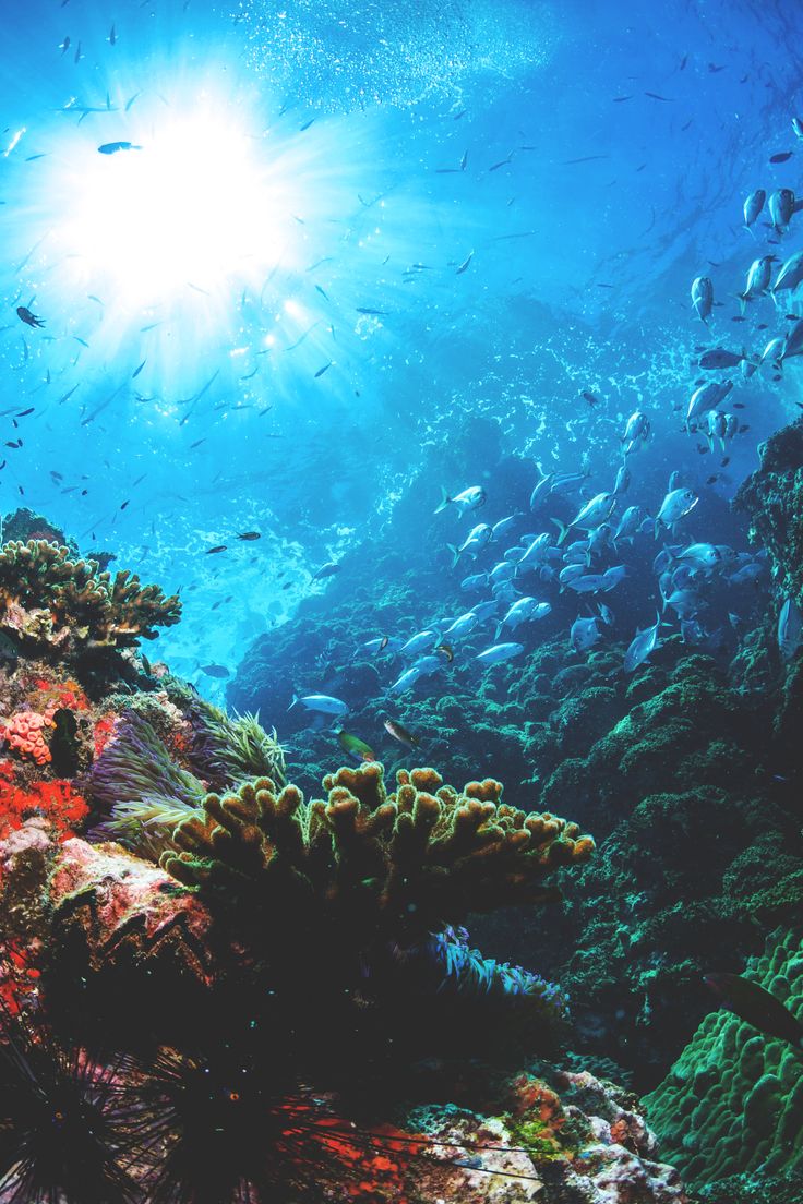 Iphone wallpaper under the sea #ocean Iphone Wallpapers