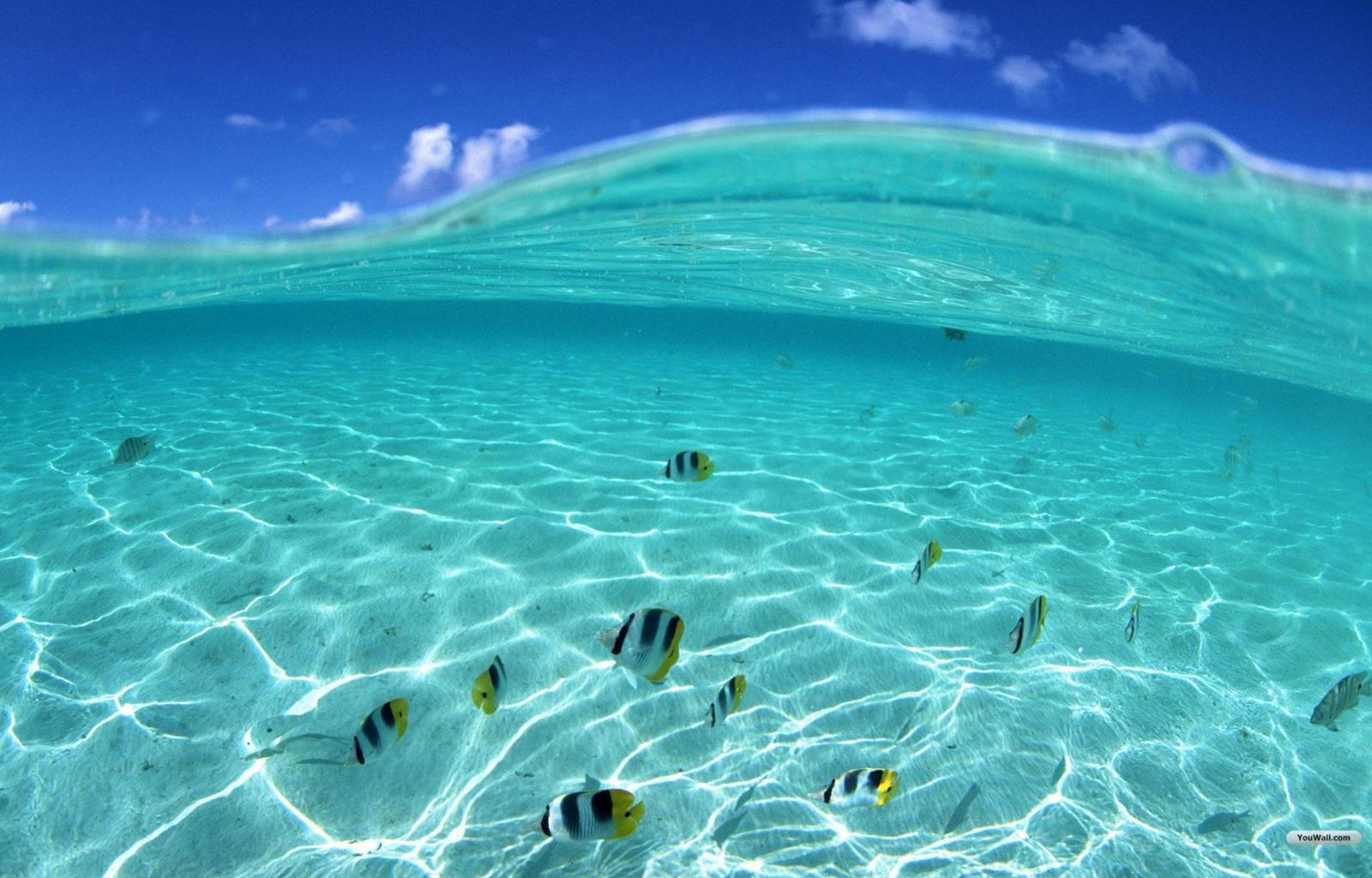 YouWall - Under the Sea Wallpaper - wallpaper,wallpapers,free