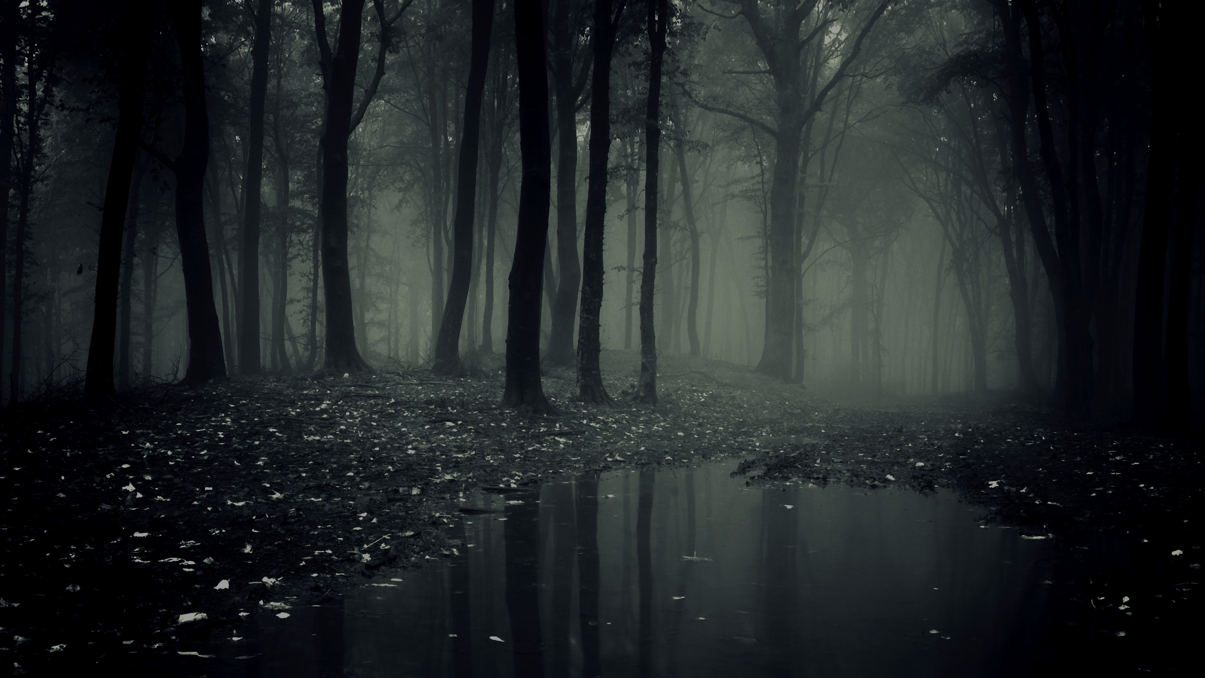 Scary Dark Forest 8883 3840x2160 px ~ WallpaperFort.com