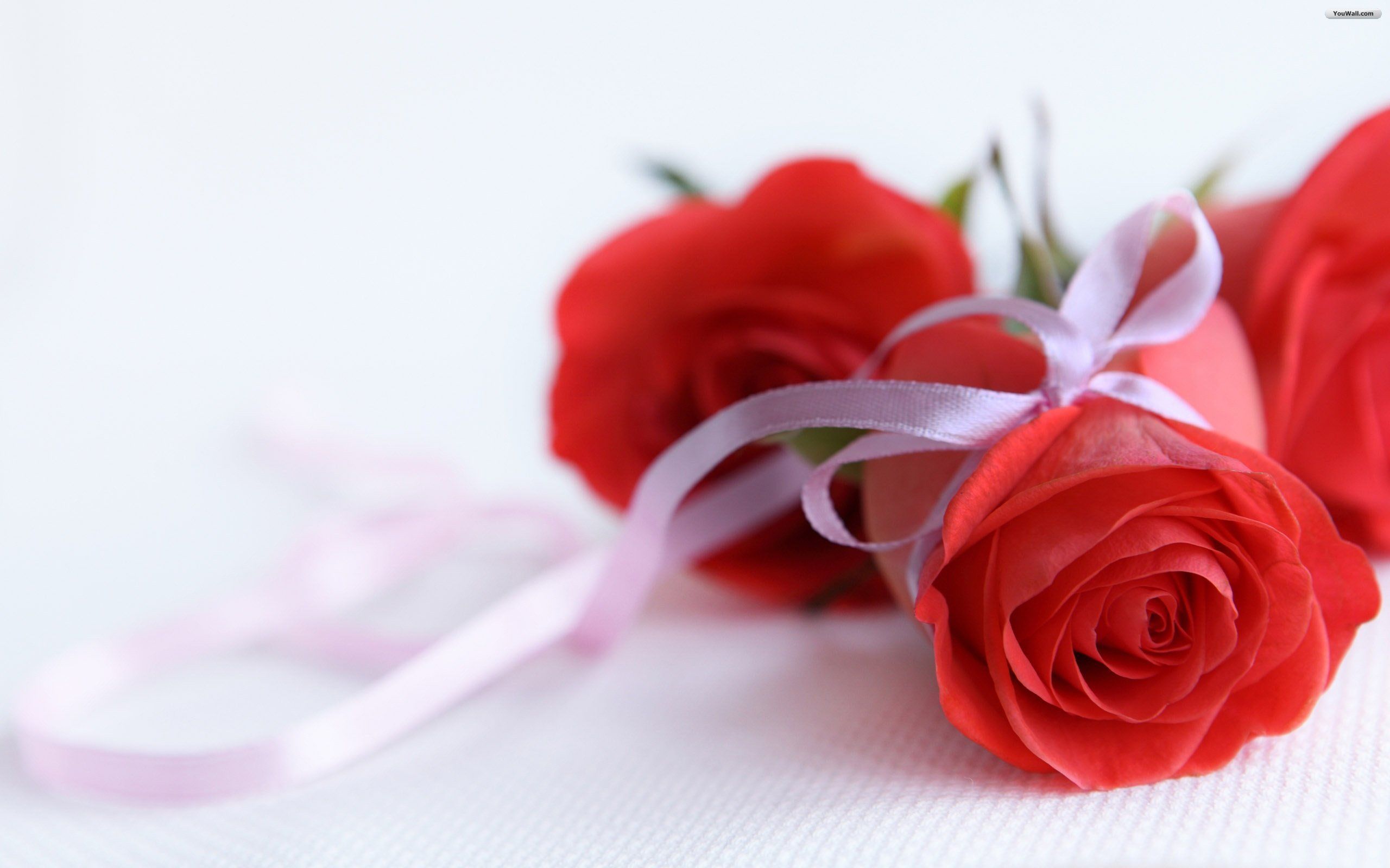 Flower images hd rose and wallpapers Download