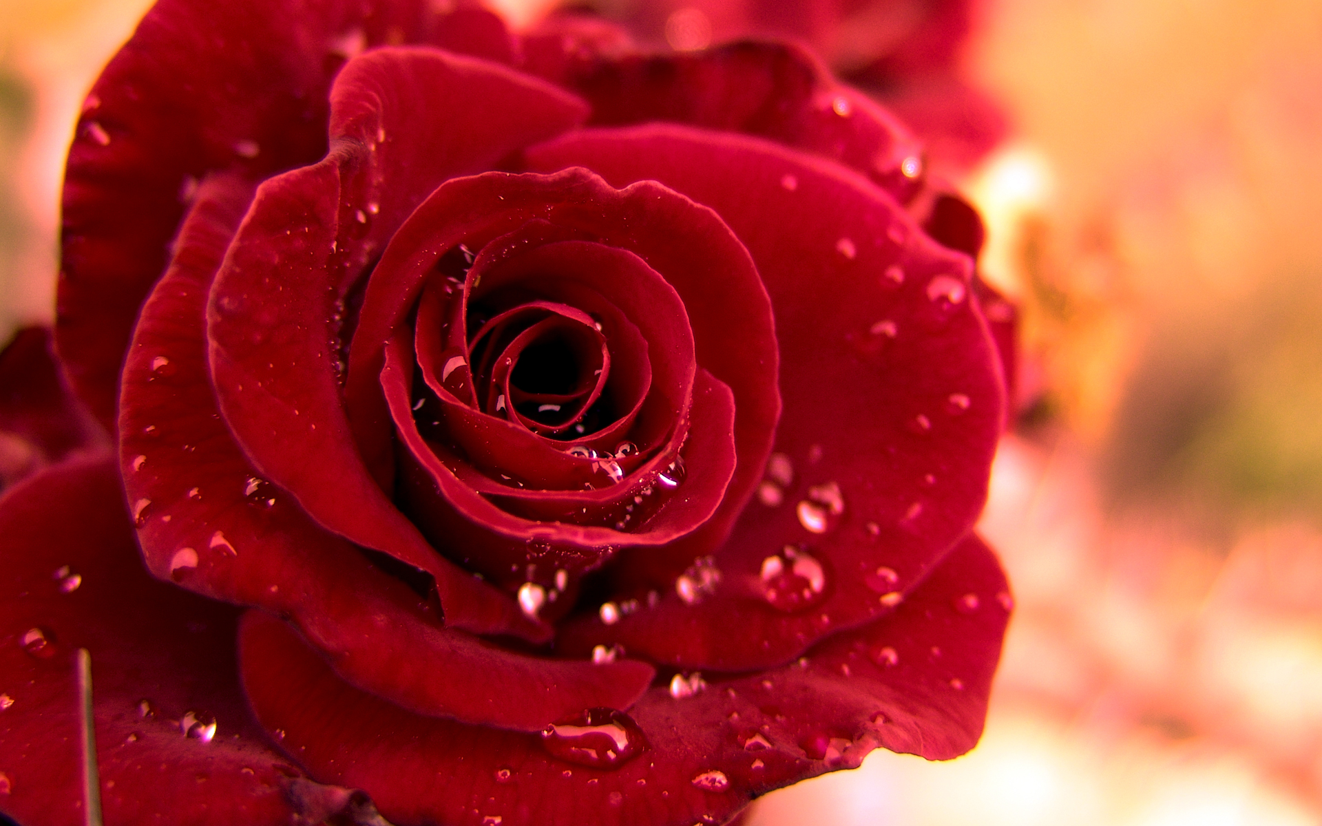 Roses Wallpapers Collection 42