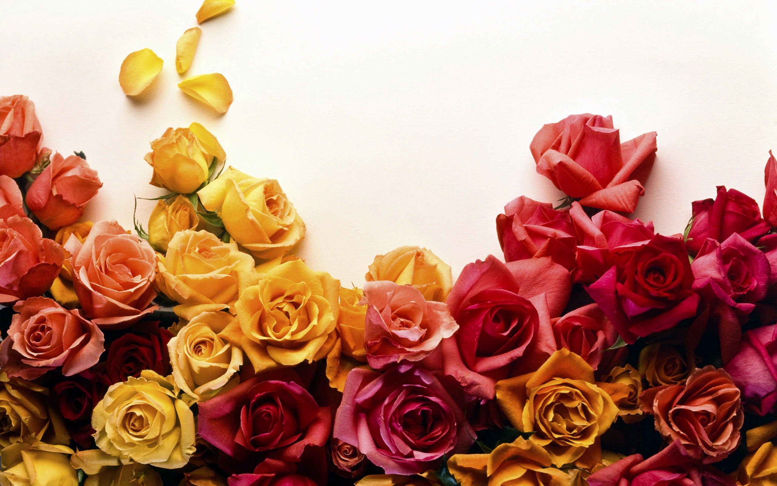 Wallpapers Tagged With ROSES ROSES HD Wallpapers