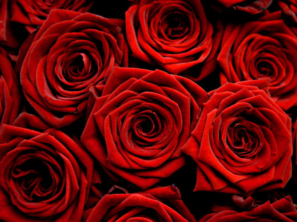 Rose Backgrounds