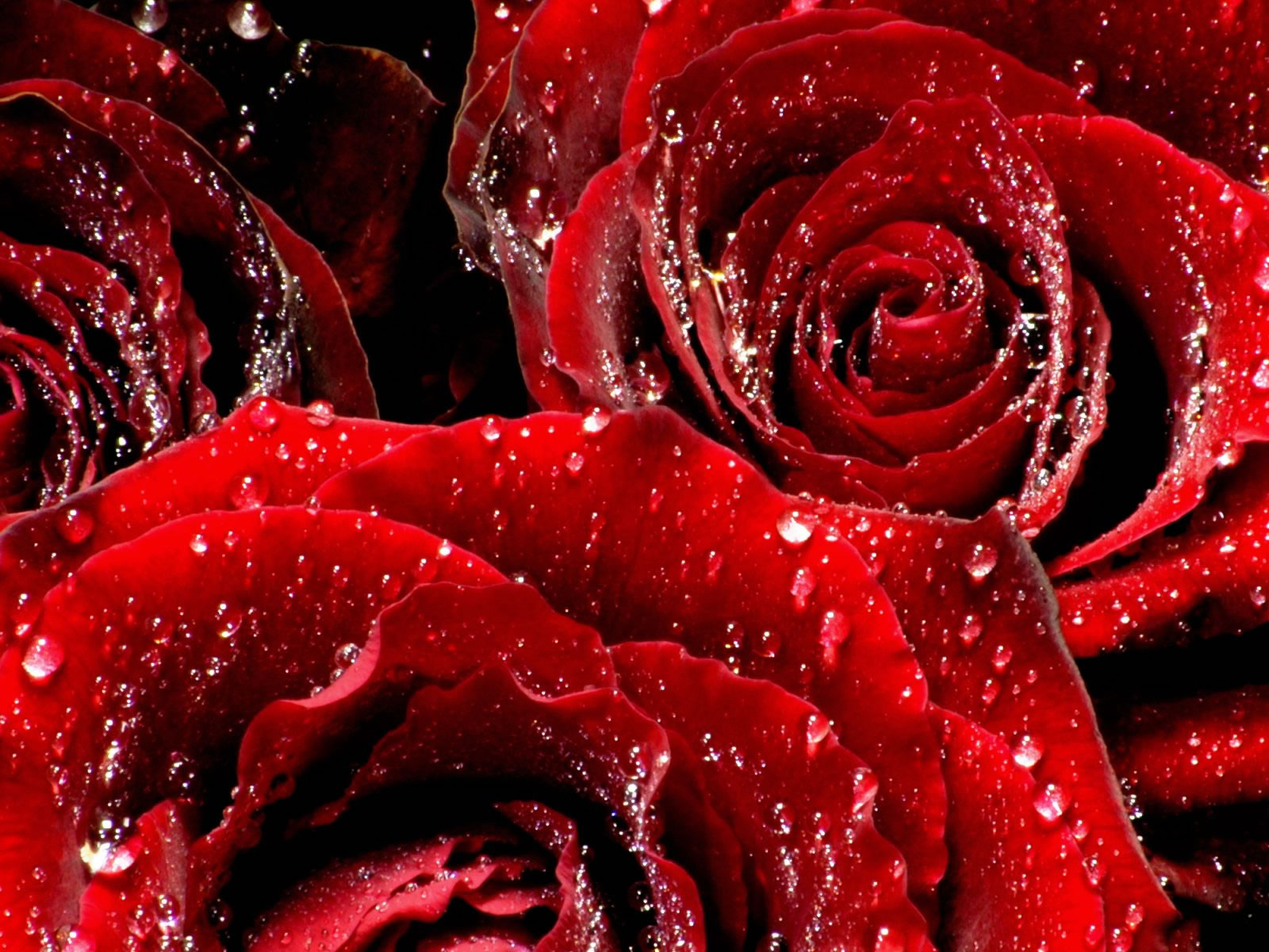 Roses Backgrounds