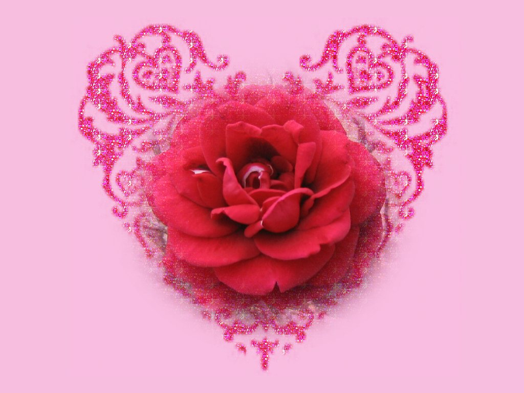 Rose flower images free download hd Download