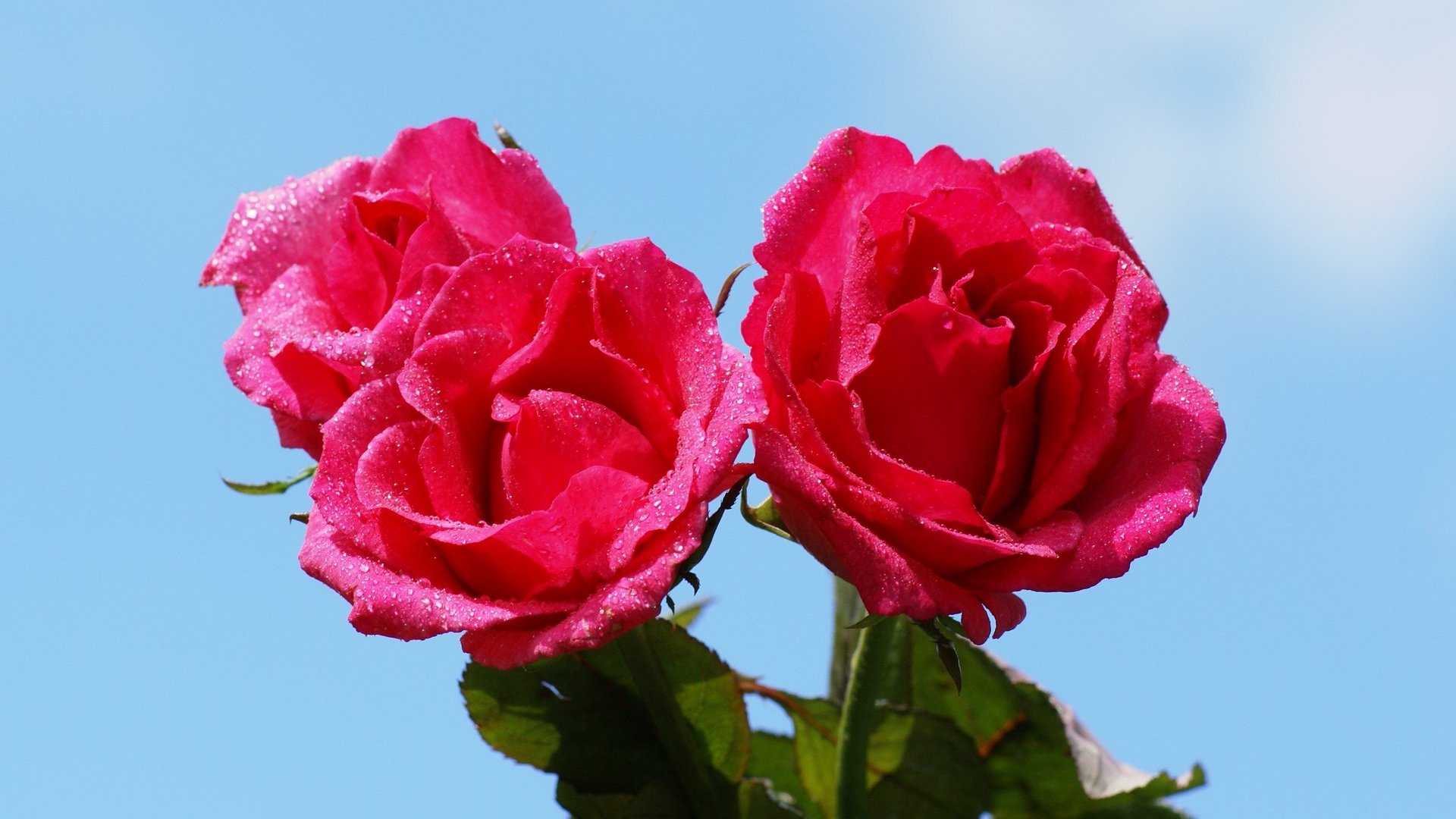 Rose wallpaper - beautiful roses