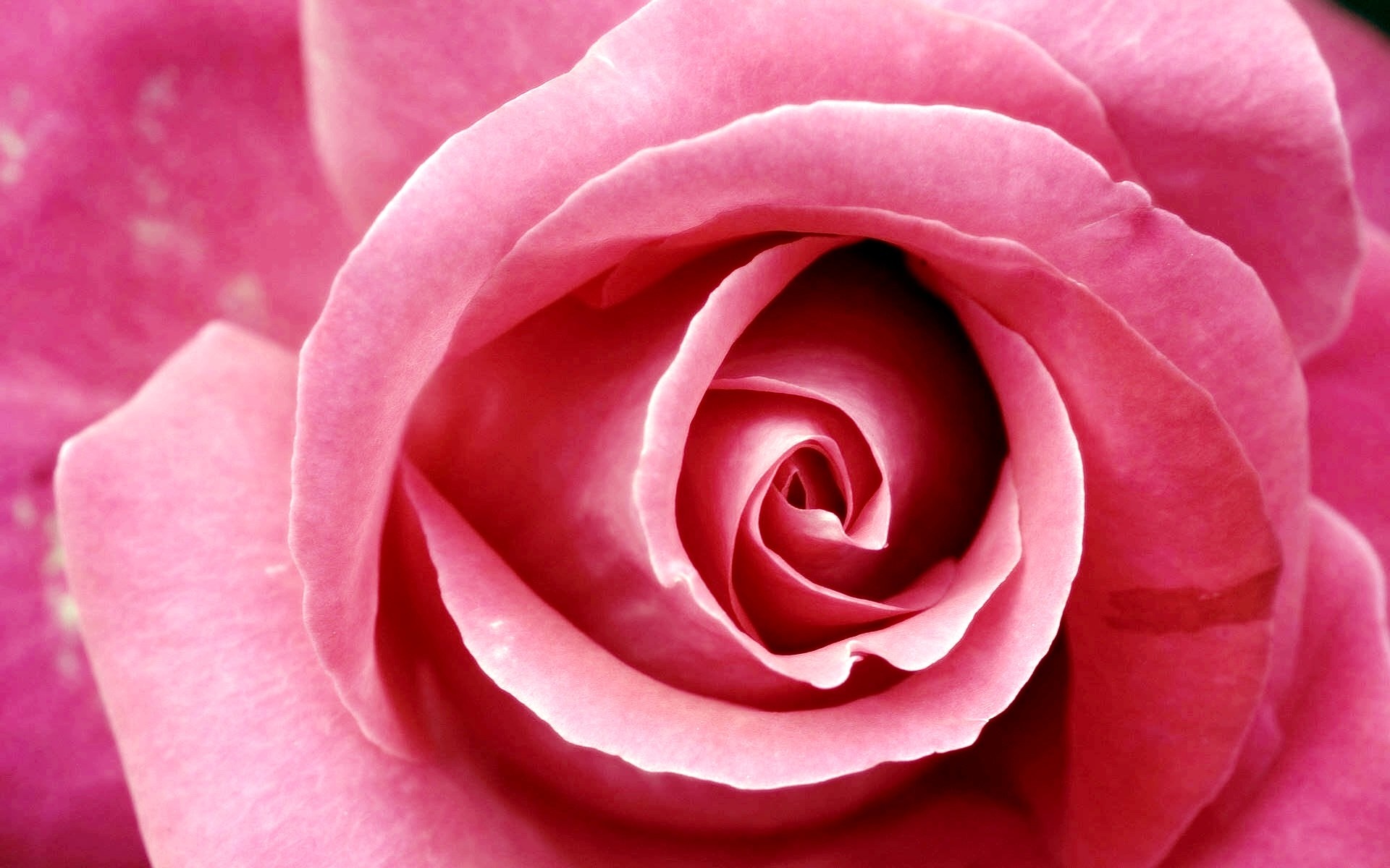 Beautiful Dark Pink Rose Wallpapers - 1920x1200 - 367091