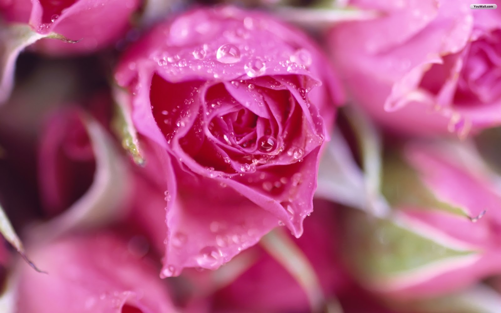 pink rose meaning | pink roses | pink rose wallpaper | light pink ...