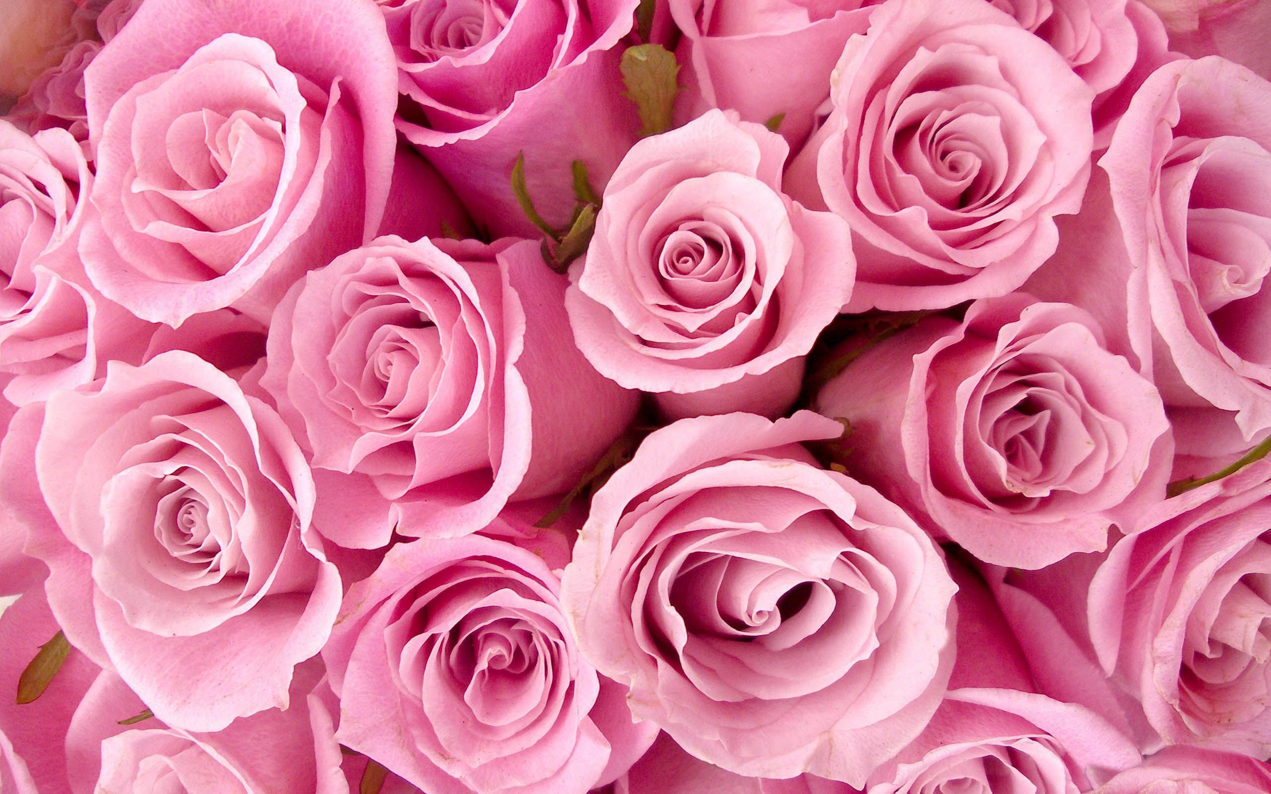 Gorgeous Roses: The Meaning of Rose Colors [35 PICS]