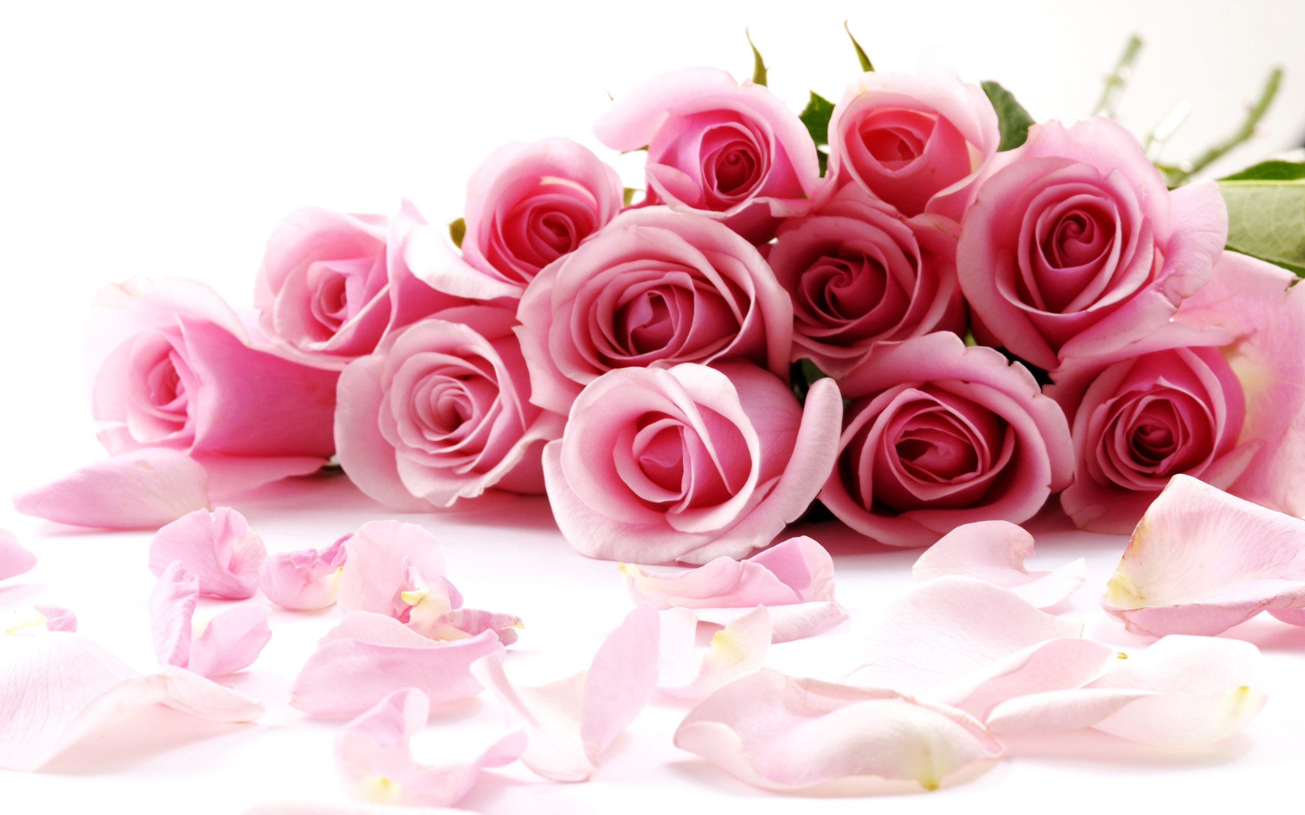 Pink Roses Isolated on White Background Photo and Desktop Wallpaper
