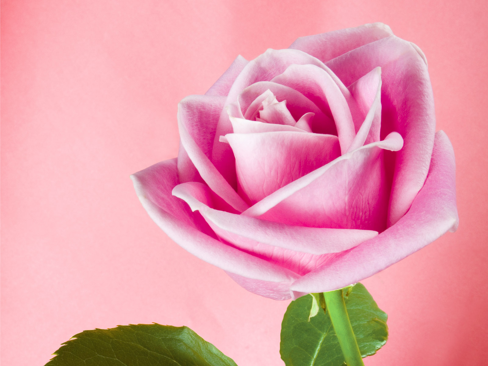 pink rose meaning | pink roses | pink rose wallpaper | light pink ...