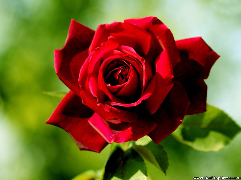 Dark Red Flowers - Bing images