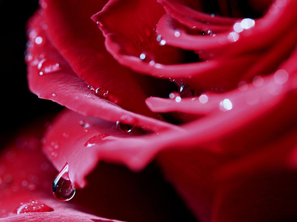 Hot pink rose - (#158630) - High Quality and Resolution Wallpapers ...