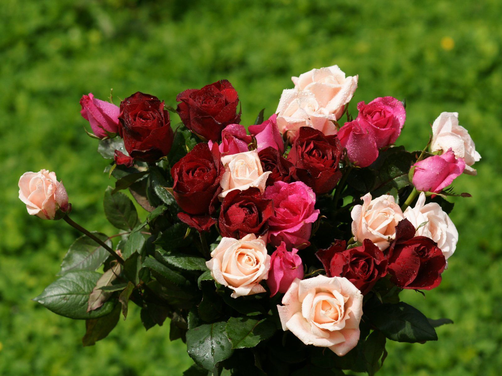Rose wallpaper - beautiful roses bouquets