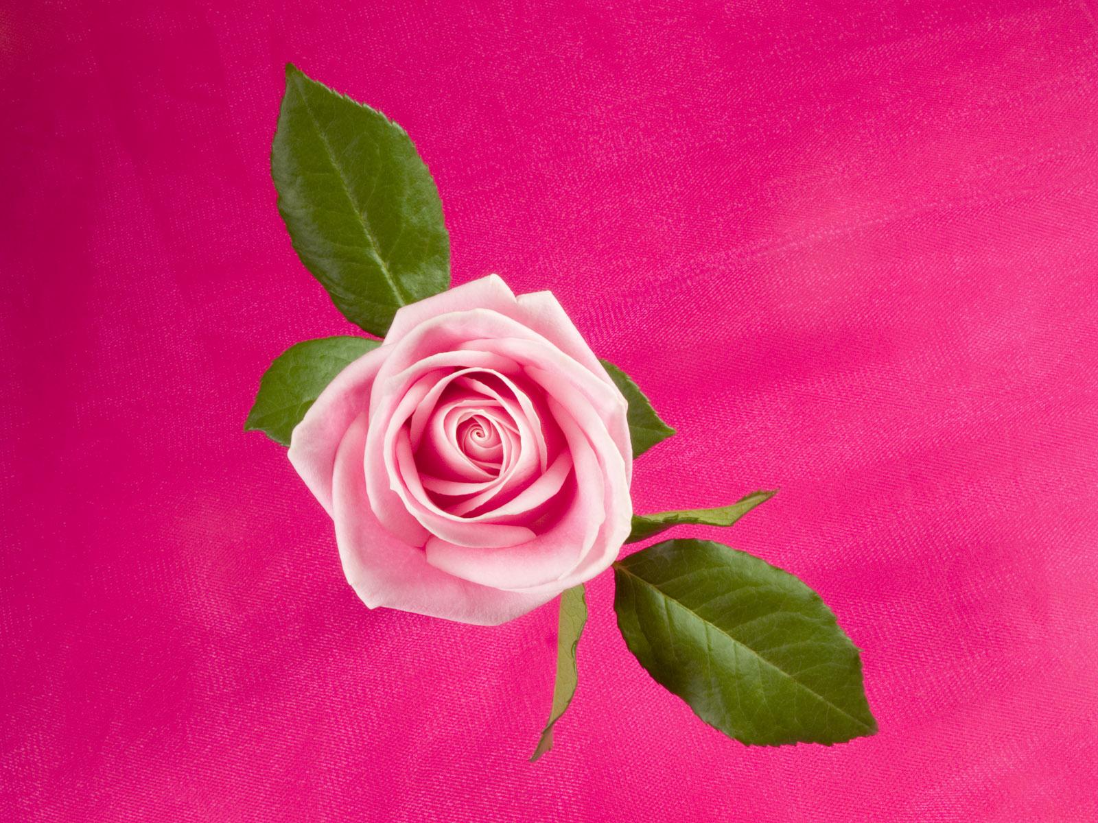 Dark pink rose Free wallpapers 1600x1200 download desktop