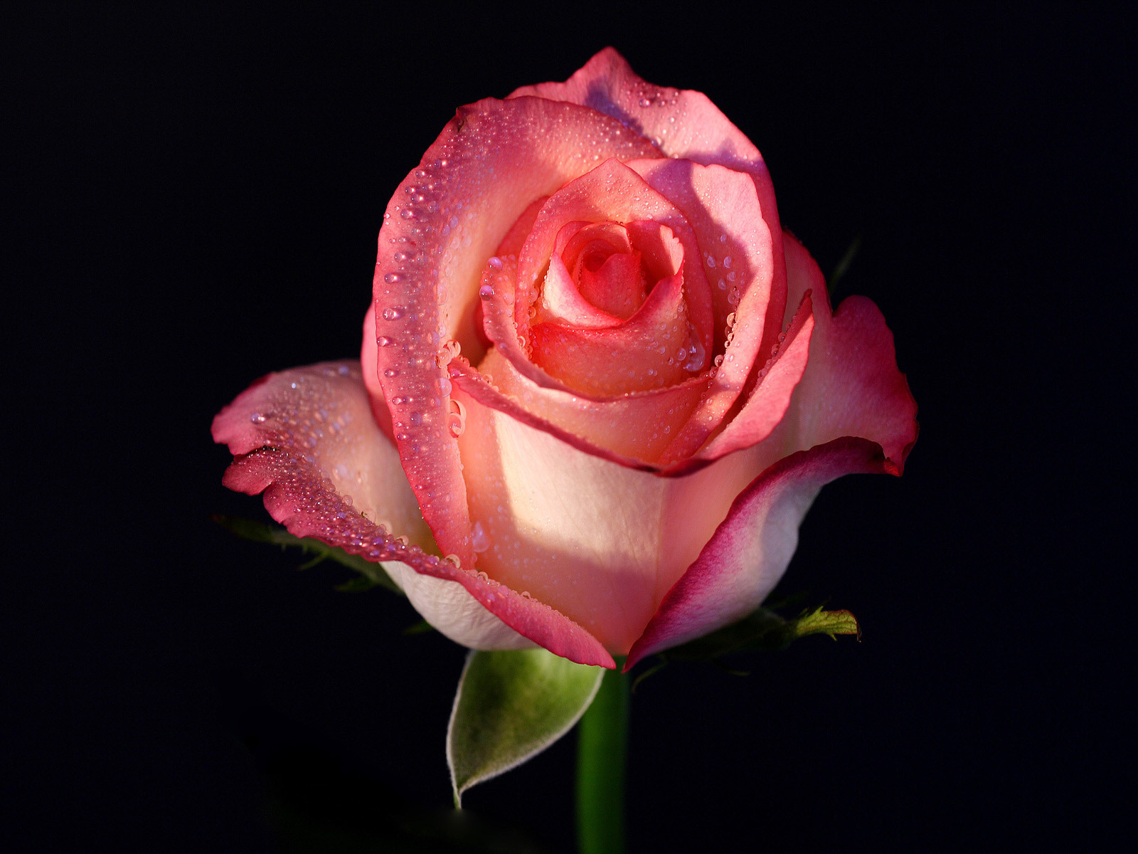 Rose flower images free download hd Download