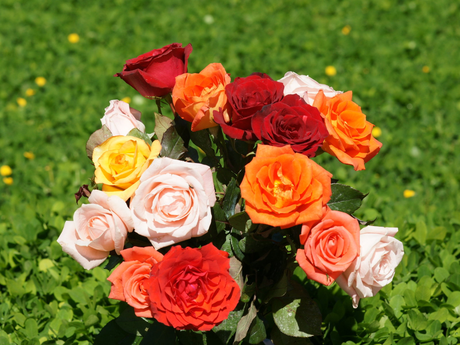 Rose wallpaper - beautiful roses bouquets