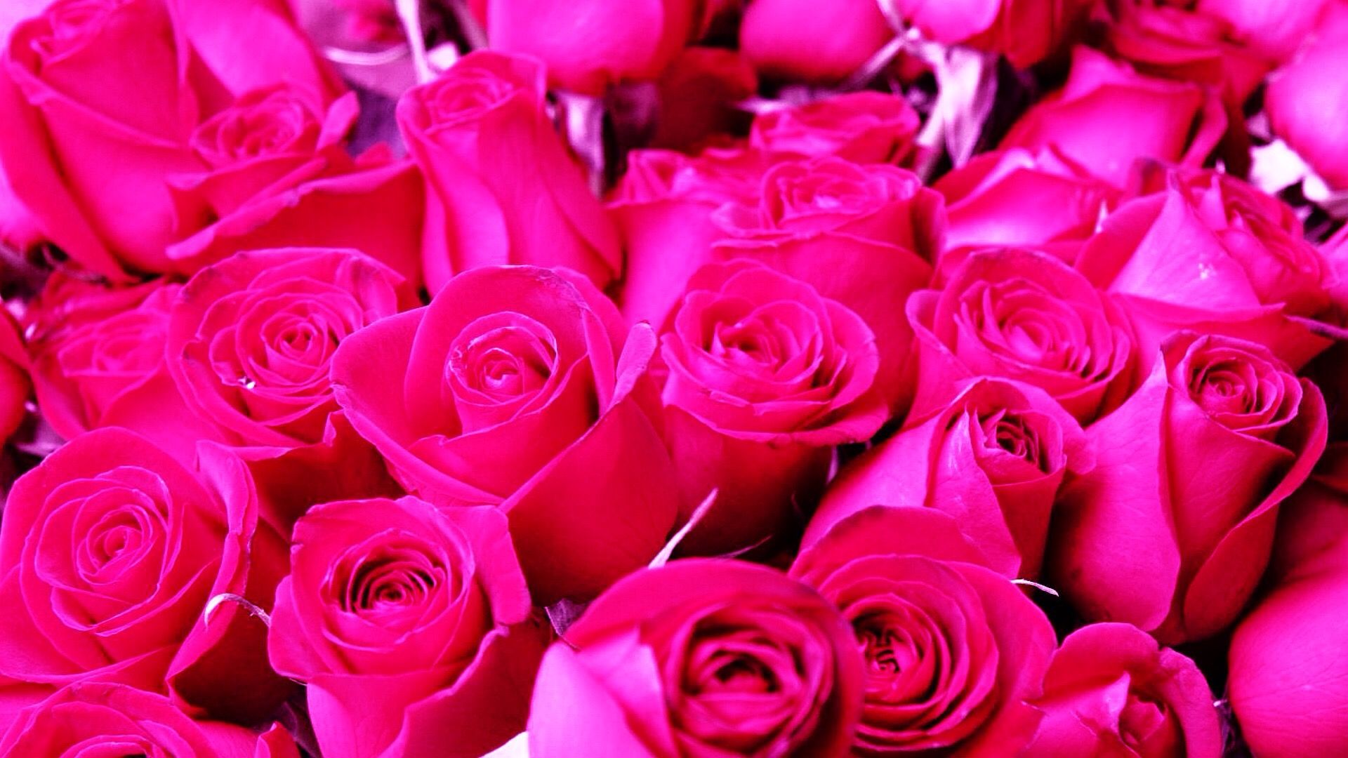 Pretty Roses Just in Time for Valentine's Evening | Petite Girls Guide