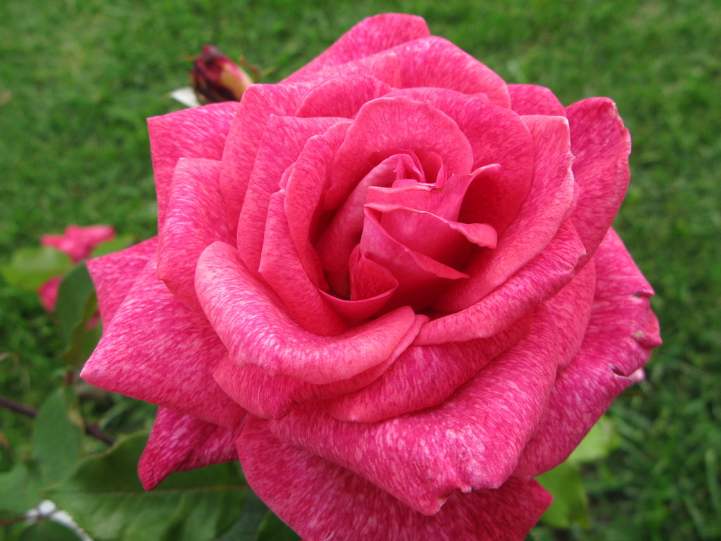 Pigmented dark pink rose by lovely-serry on DeviantArt