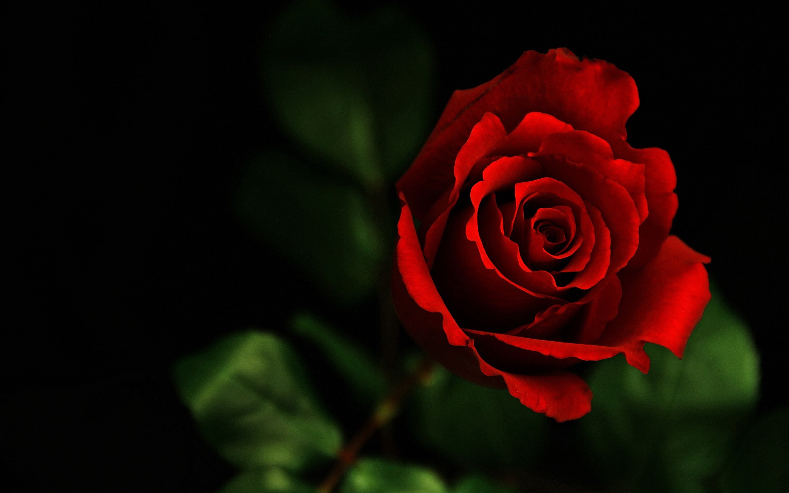 rose flower images free download hd Download