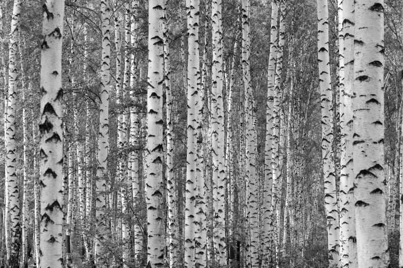 Birch Tree Wallpaper