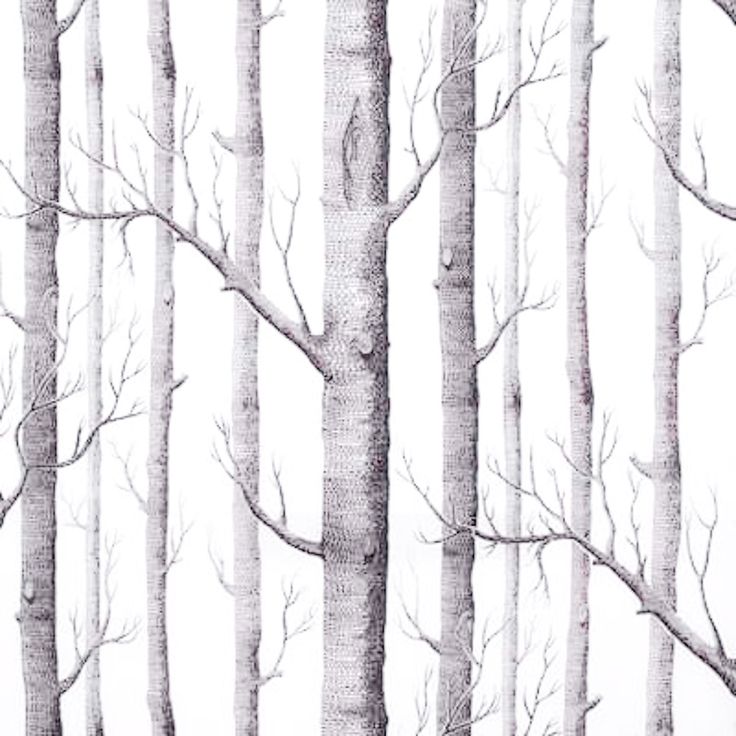 Birch Tree Wallpaper Projects to Try Pinterest Birch Tree