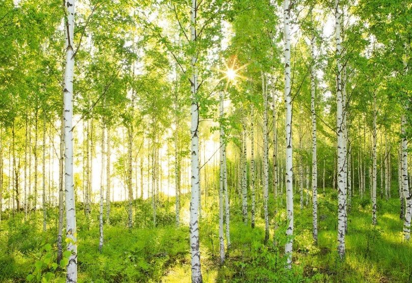 Birch Tree Wallpaper eBay