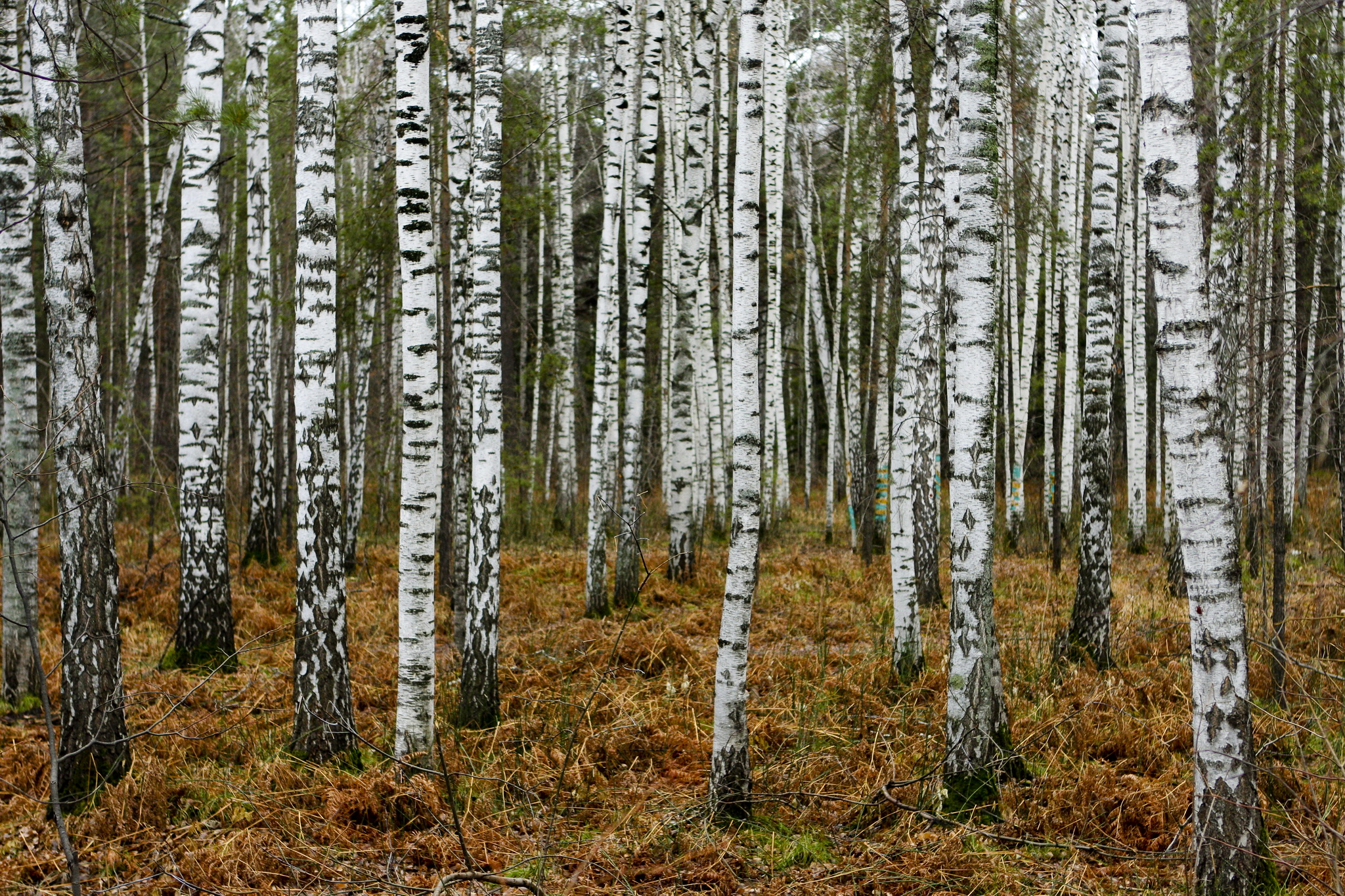 Top 12 birch tree wallpaper