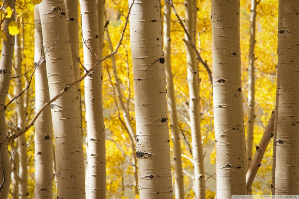 Birch Trees HD desktop wallpaper : High Definition : Fullscreen ...