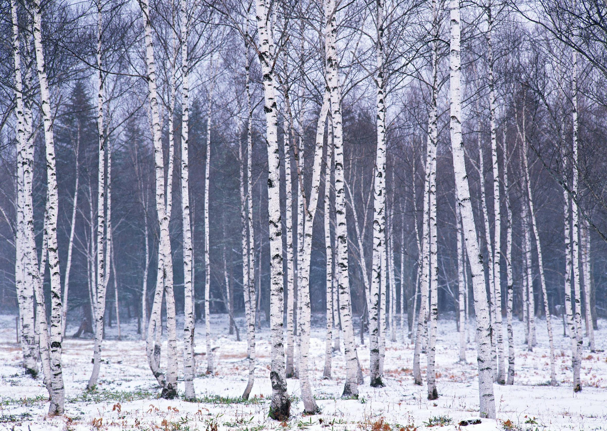 Funmozar Birch Tree Wallpapers | HD Wallpapers Range